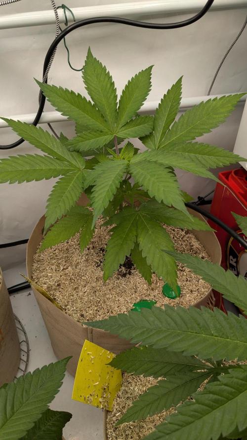 washingmachine/enemyofthestate/permanent. Week 6