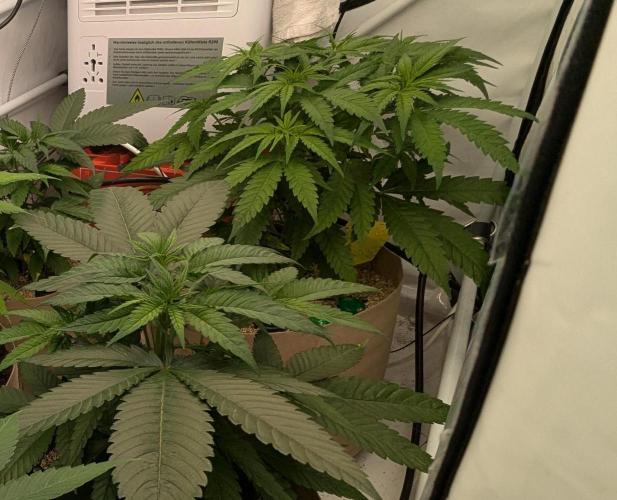 washingmachine/enemyofthestate/permanent. Week 7