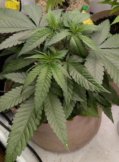 washingmachine/enemyofthestate/permanent. Week 7