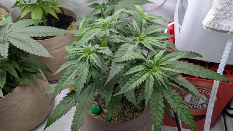 washingmachine/enemyofthestate/permanent. Week 7