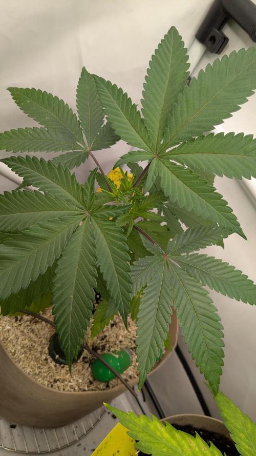 washingmachine/enemyofthestate/permanent. Week 7