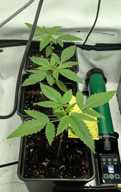 Wappa, Apricot Candy, Peach Frosting. Week 1
