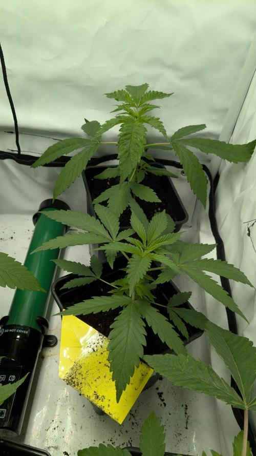 Wappa, Apricot Candy, Peach Frosting. Week 2