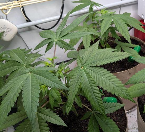 Wappa, Apricot Candy, Peach Frosting. Week 4