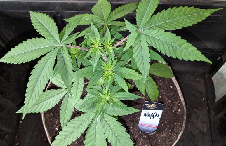 Wappa, Apricot Candy, Peach Frosting. Week 4