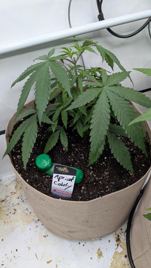 Wappa, Apricot Candy, Peach Frosting. Week 4