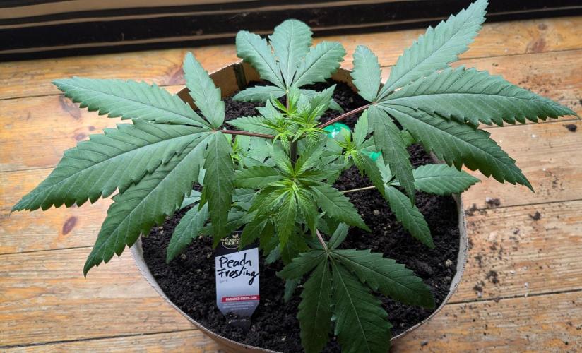Wappa, Apricot Candy, Peach Frosting. Week 4
