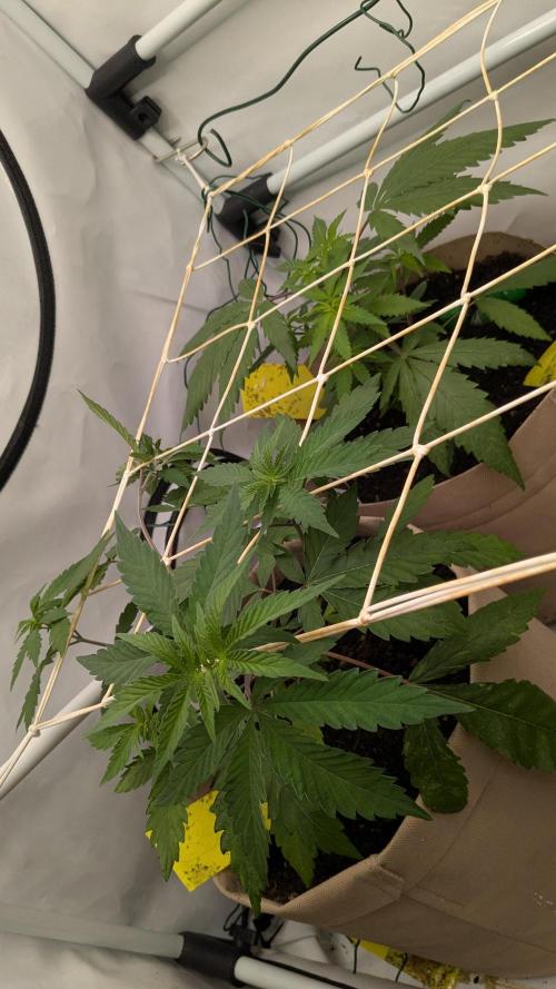 Wappa, Apricot Candy, Peach Frosting. Week 4