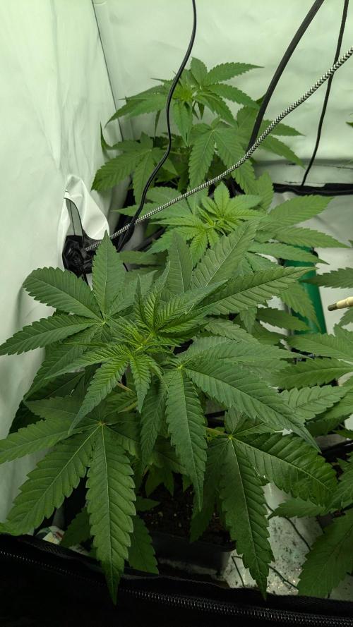 Wappa, Apricot Candy, Peach Frosting. Week 3