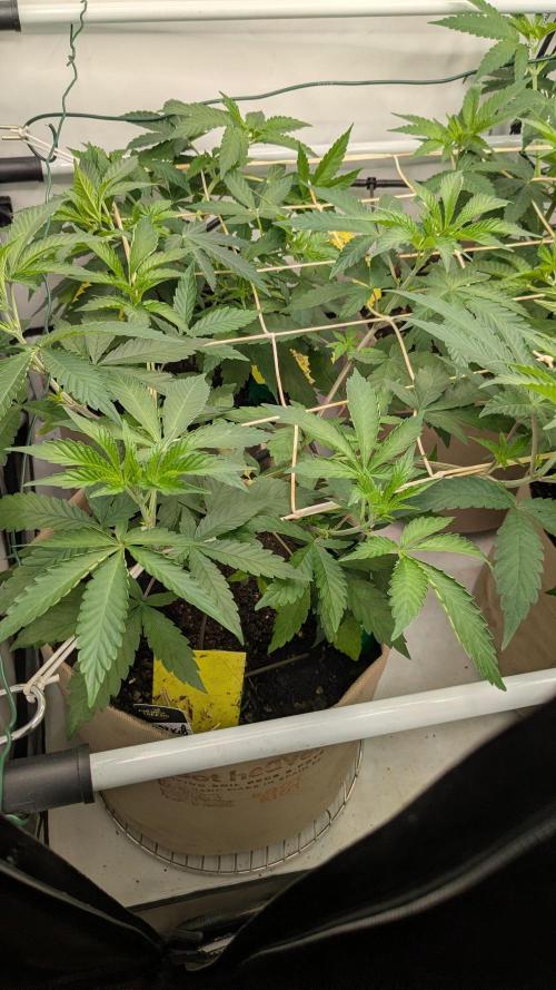 Wappa, Apricot Candy, Peach Frosting. Week 5