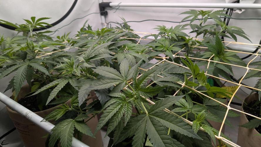Wappa, Apricot Candy, Peach Frosting. Week 5