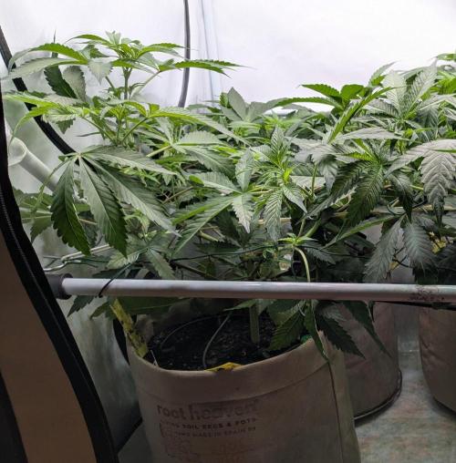 Wappa, Apricot Candy, Peach Frosting. Week 6