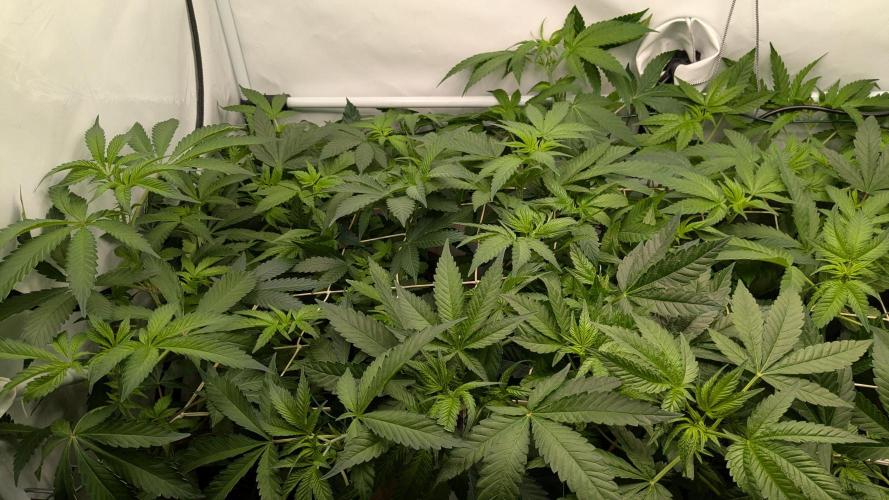 Wappa, Apricot Candy, Peach Frosting. Week 6