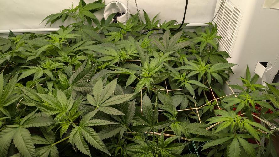 Wappa, Apricot Candy, Peach Frosting. Week 6