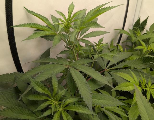 Wappa, Apricot Candy, Peach Frosting. Week 7