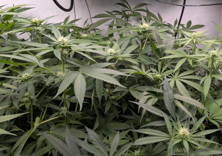 Wappa, Apricot Candy, Peach Frosting. Week 8