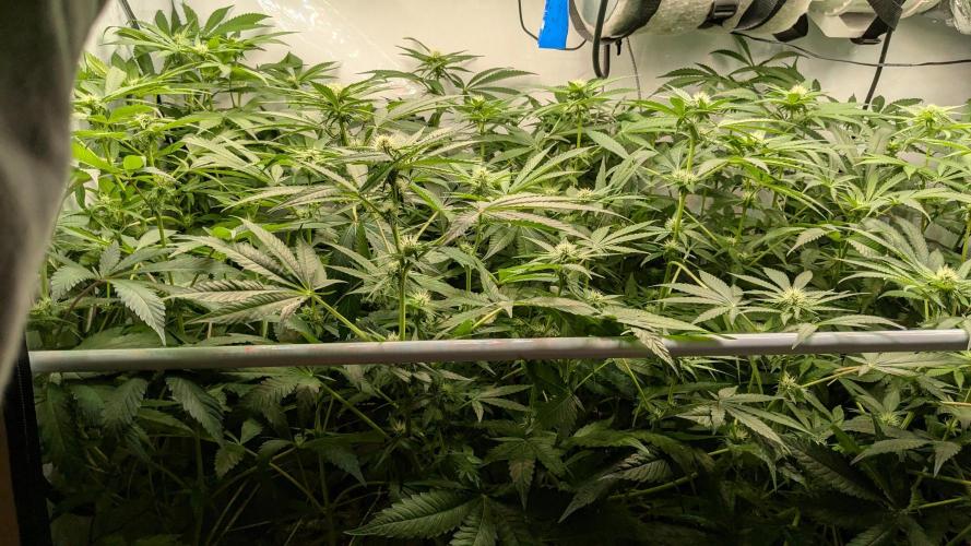 Wappa, Apricot Candy, Peach Frosting. Week 8