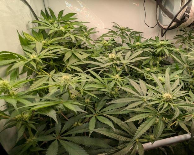 Wappa, Apricot Candy, Peach Frosting. Week 8