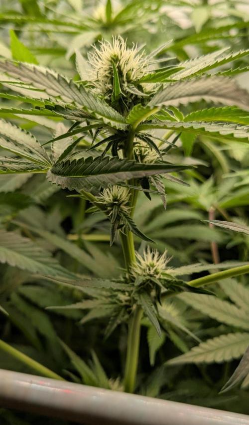 Wappa, Apricot Candy, Peach Frosting. Week 8