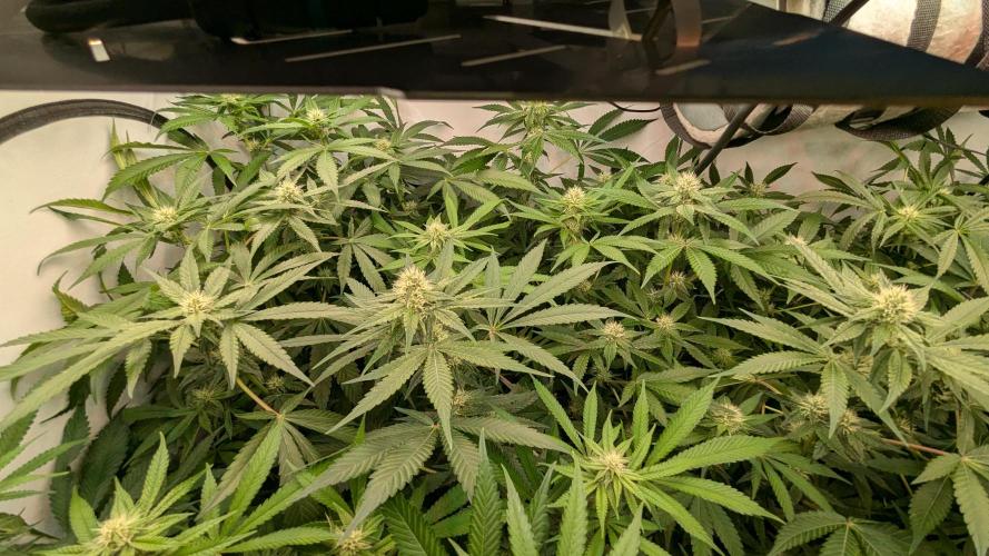 Wappa, Apricot Candy, Peach Frosting. Week 9