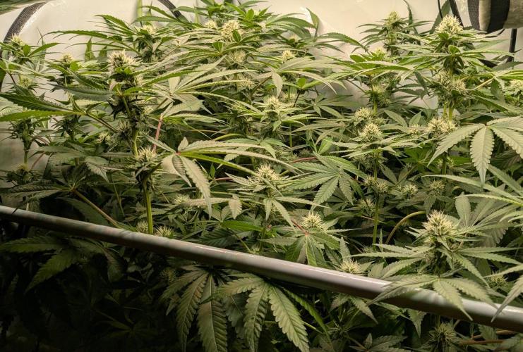 Wappa, Apricot Candy, Peach Frosting. Week 9