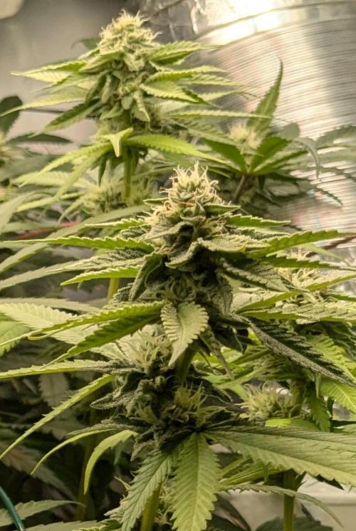 Wappa, Apricot Candy, Peach Frosting. Week 10