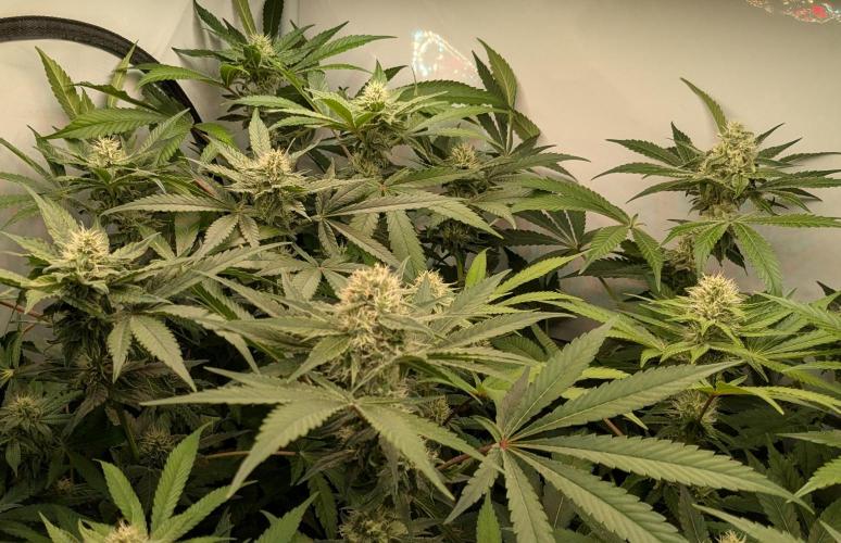 Wappa, Apricot Candy, Peach Frosting. Week 10