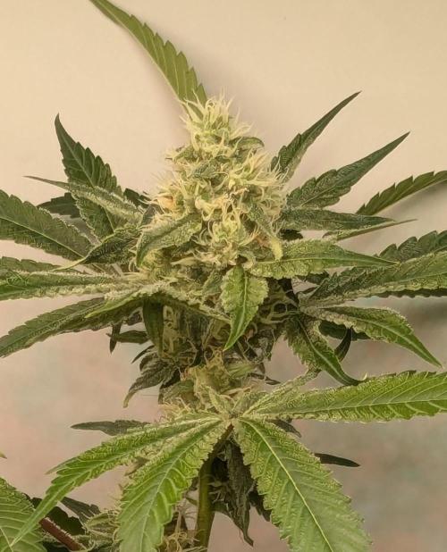 Wappa, Apricot Candy, Peach Frosting. Week 10
