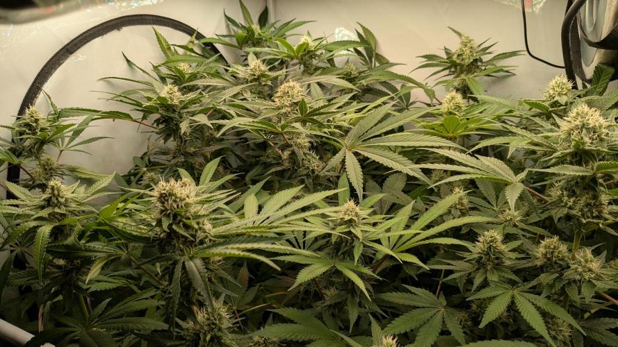 Wappa, Apricot Candy, Peach Frosting. Week 10
