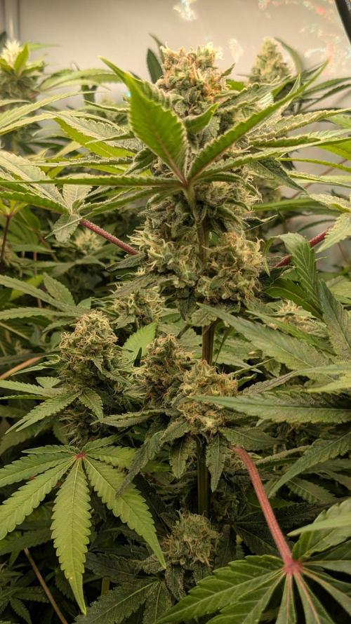 Wappa, Apricot Candy, Peach Frosting. Week 11