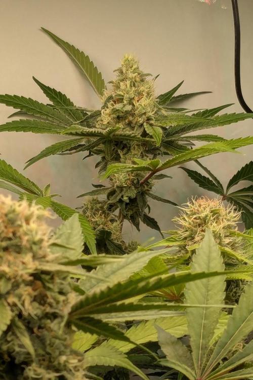 Wappa, Apricot Candy, Peach Frosting. Week 11