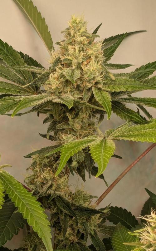Wappa, Apricot Candy, Peach Frosting. Week 11