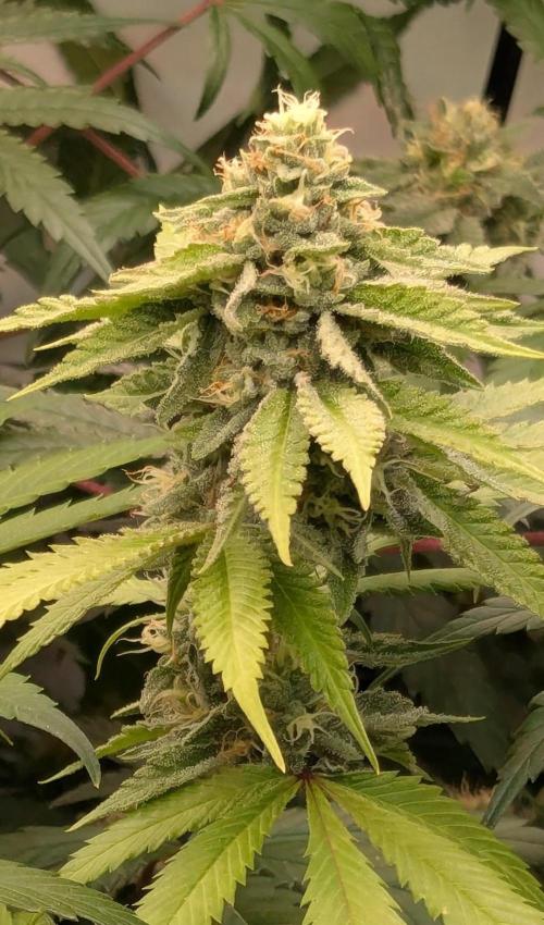 Wappa, Apricot Candy, Peach Frosting. Week 11
