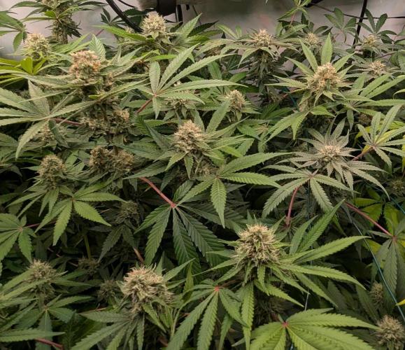 Wappa, Apricot Candy, Peach Frosting. Week 11