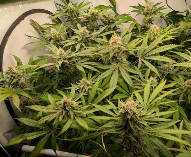 Wappa, Apricot Candy, Peach Frosting. Week 11