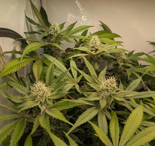 Wappa, Apricot Candy, Peach Frosting. Week 11
