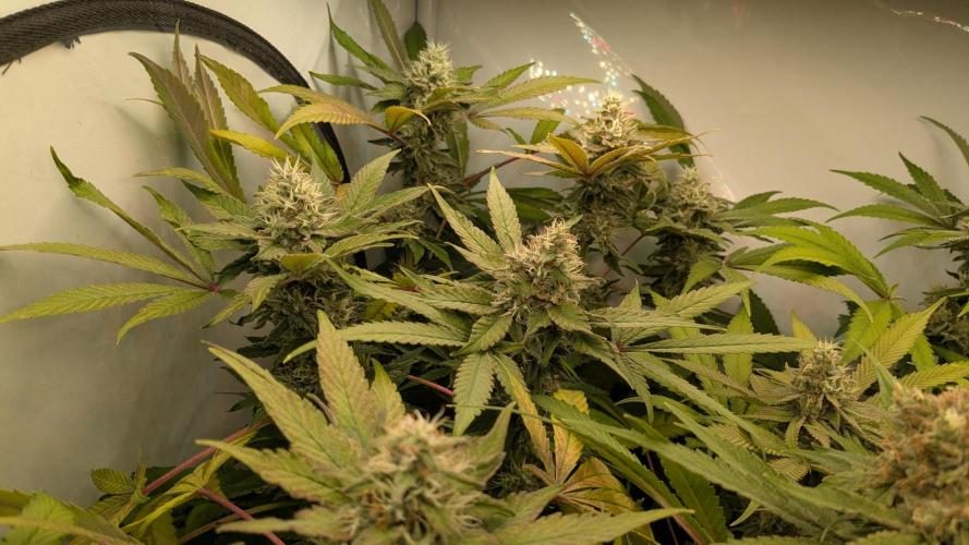 Wappa, Apricot Candy, Peach Frosting. Week 12