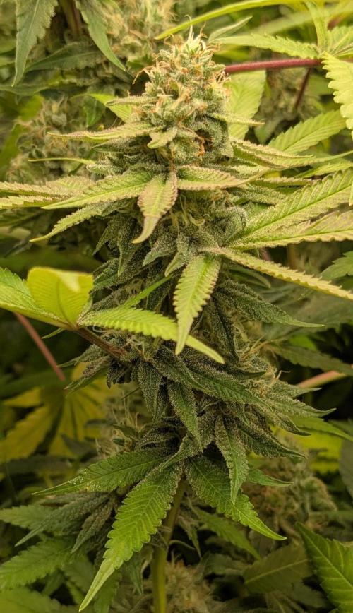 Wappa, Apricot Candy, Peach Frosting. Week 12
