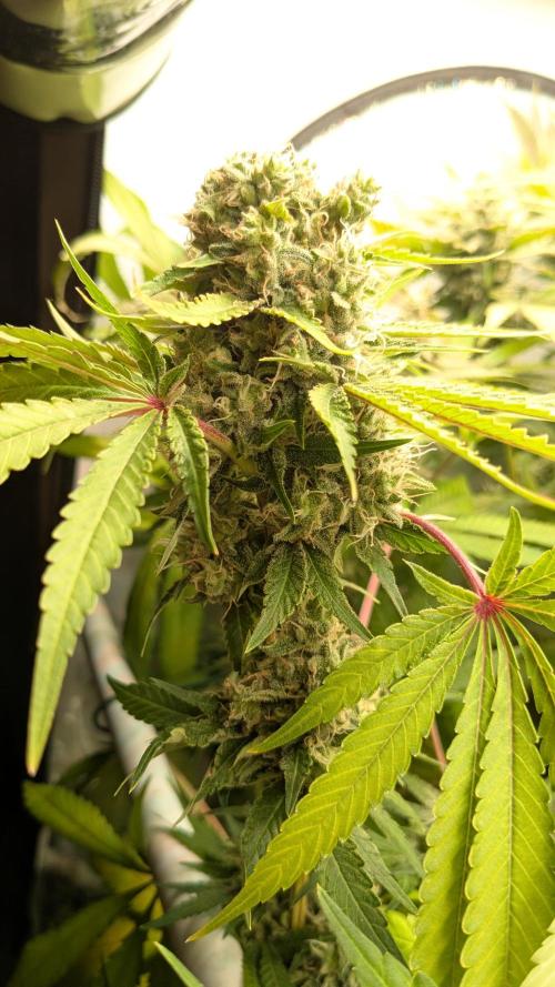 Wappa, Apricot Candy, Peach Frosting. Week 12