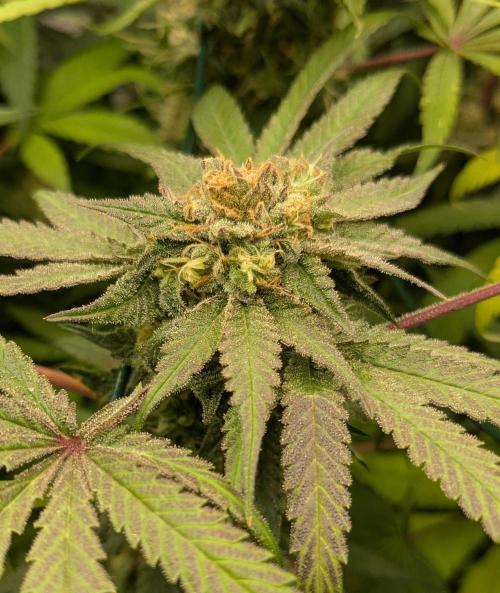 Wappa, Apricot Candy, Peach Frosting. Week 12