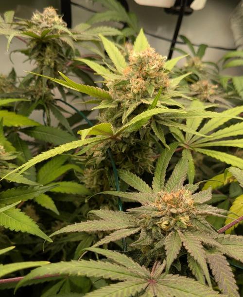 Wappa, Apricot Candy, Peach Frosting. Week 12
