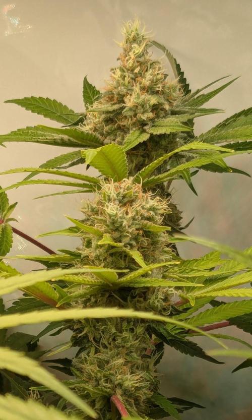 Wappa, Apricot Candy, Peach Frosting. Week 12