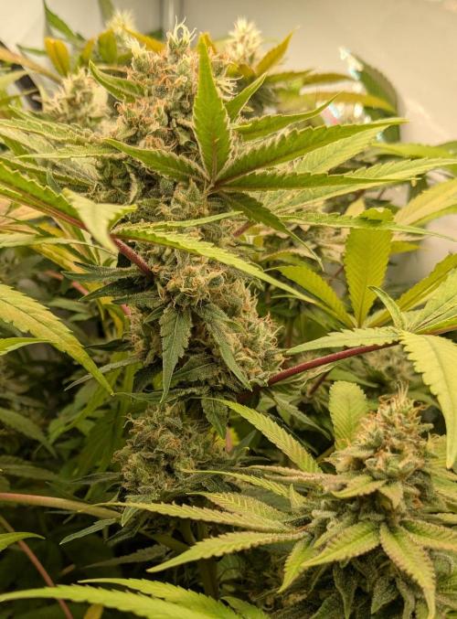 Wappa, Apricot Candy, Peach Frosting. Week 12