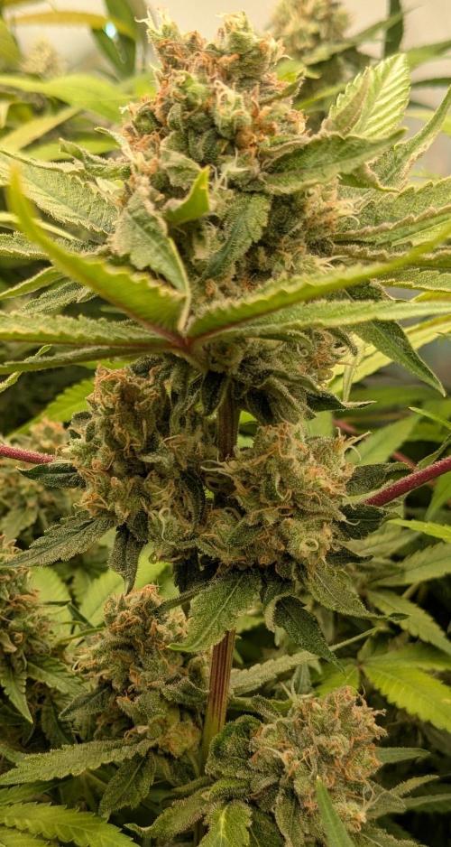 Wappa, Apricot Candy, Peach Frosting. Week 12