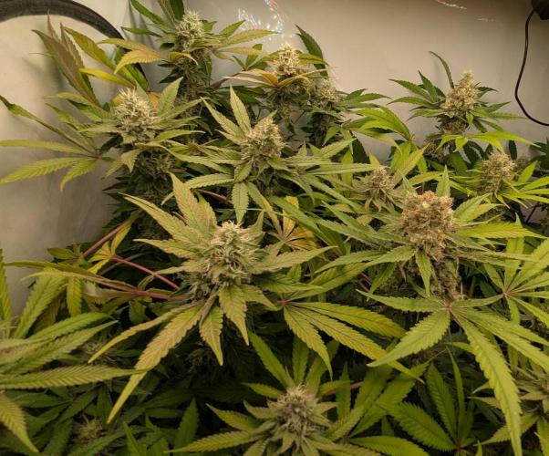Wappa, Apricot Candy, Peach Frosting. Week 12