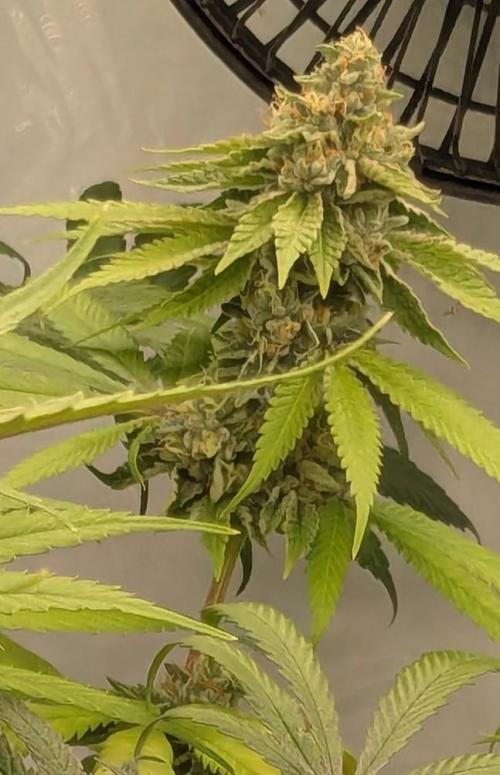 Wappa, Apricot Candy, Peach Frosting. Week 12