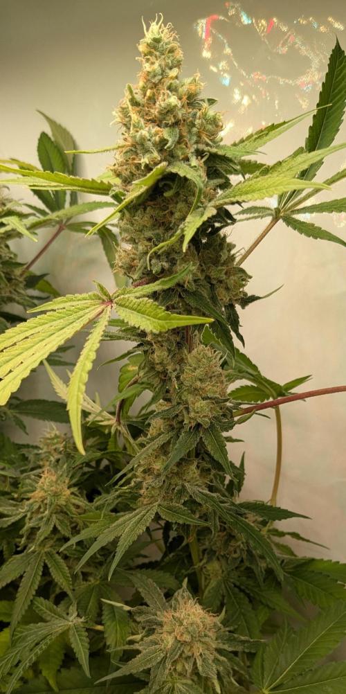 Wappa, Apricot Candy, Peach Frosting. Week 13