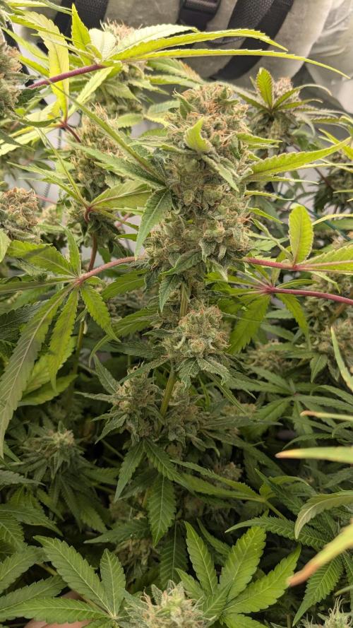 Wappa, Apricot Candy, Peach Frosting. Week 13
