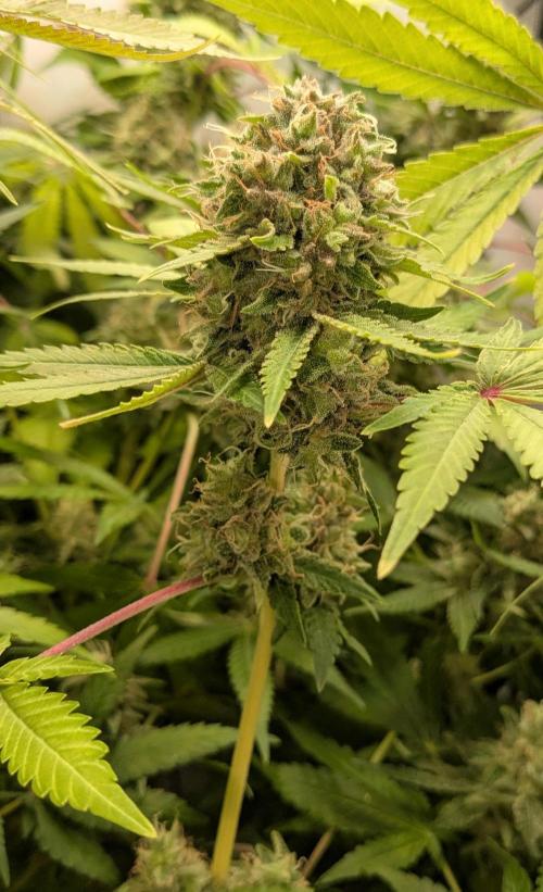 Wappa, Apricot Candy, Peach Frosting. Week 13