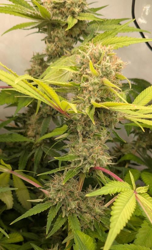 Wappa, Apricot Candy, Peach Frosting. Week 13